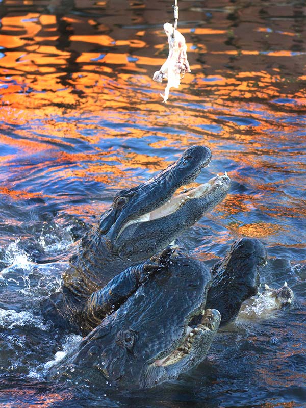 Gators jump for their dinner at Gatorland Jumparoo show