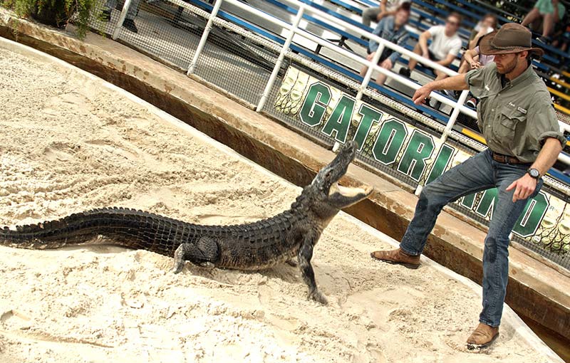 Don’t try this at home folks - alligator in the ring