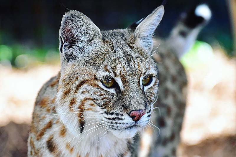 Image of Osceola the bobcat