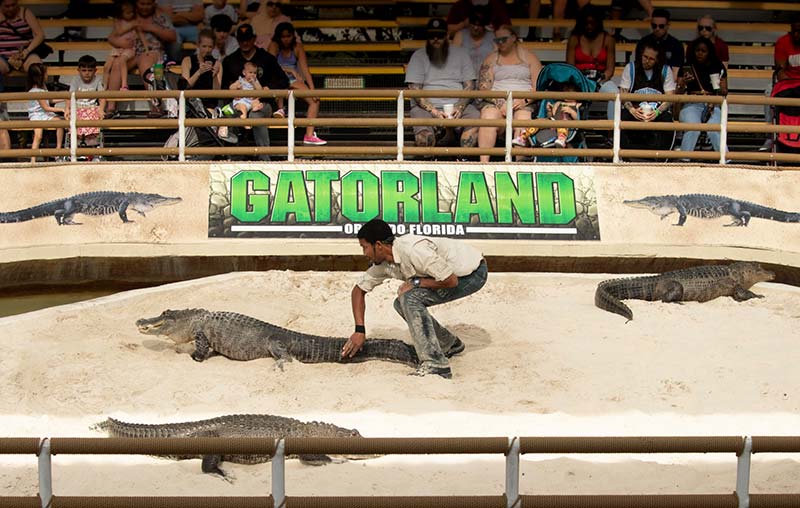 learn all about huge alligators at the Legends arena