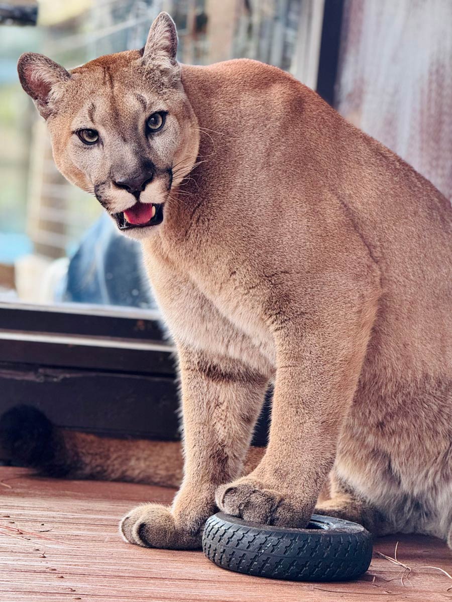 Yuma the Florida Panther