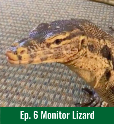 Ep.6 - Tank the Monitor Lizard