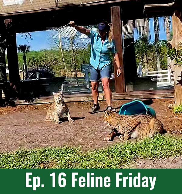 Ep. 16 Feline Friday