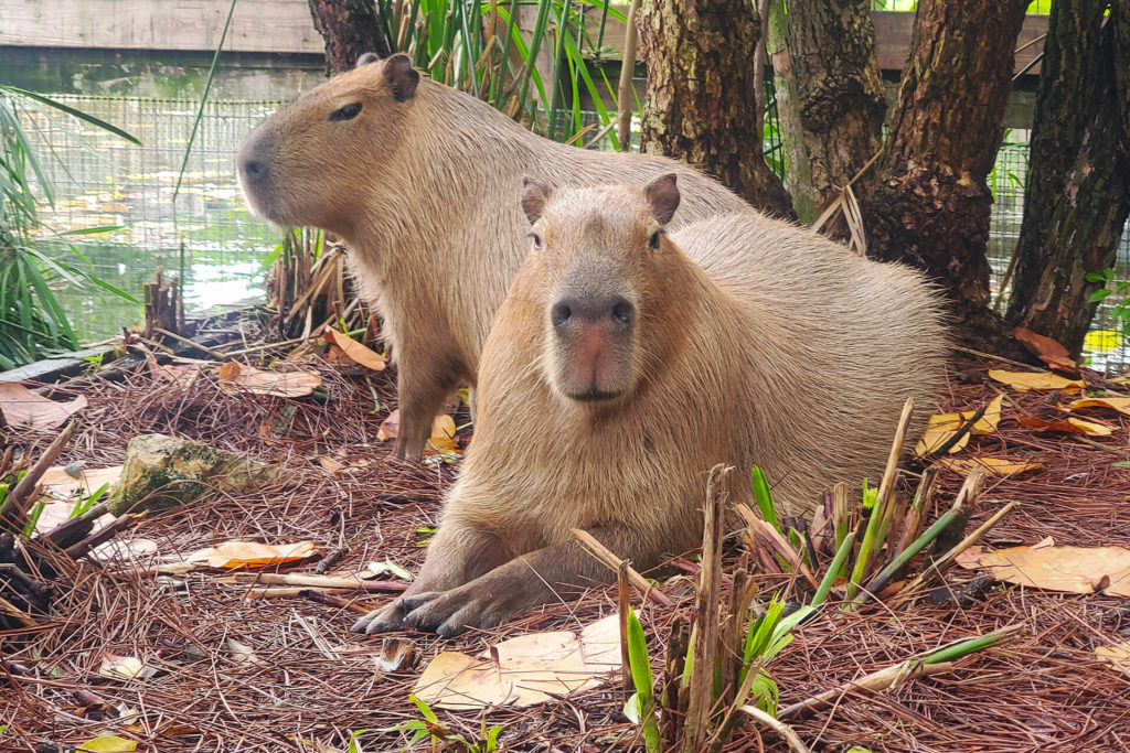 Adorable Capybara at Gatorland