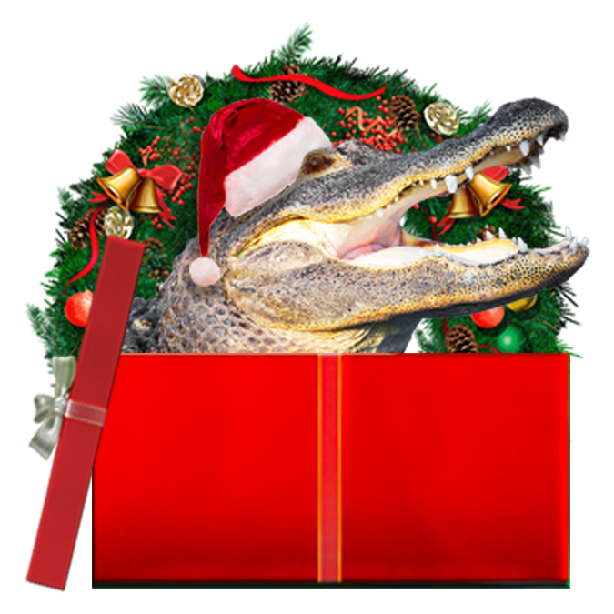 Holiday gator in a box