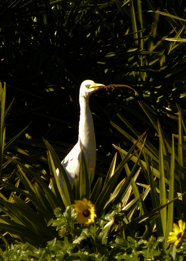Bird Blog 2019