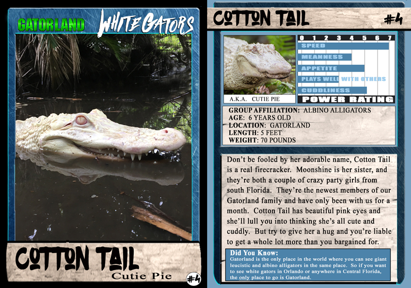 Cottontail | White Gator Trading Cards | Gatorland | Orlando Florida Family Adventure Theme Park