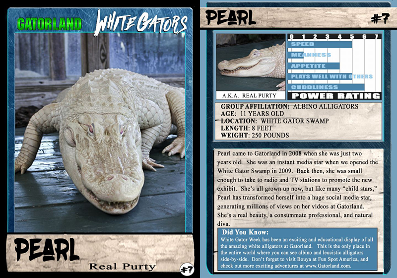 Pearl | White Gator Trading Cards | Gatorland | Orlando Florida Family Adventure Theme Park